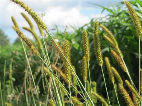 Foxtail Grass Identification