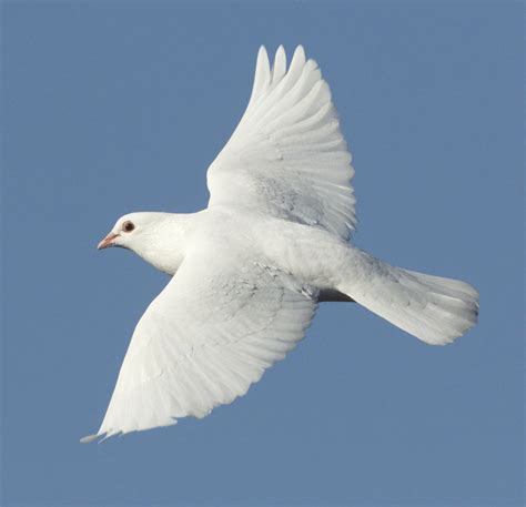 Doves San Diego Bird Spot
