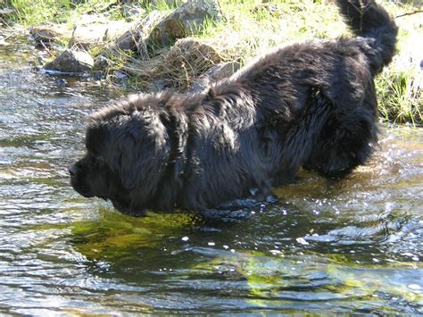 Use the search tool below and browse adoptable newfoundlands! About Newfoundland Dogs - Wolfcreek Newfoundlands