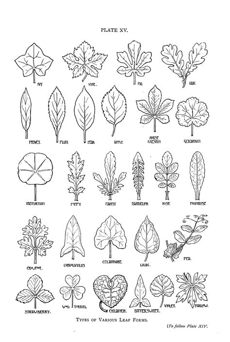Leaf Shapes Botanical Line Drawing Autumn Art Drawings