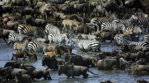 The Serengeti Wildebeest Migration Experience