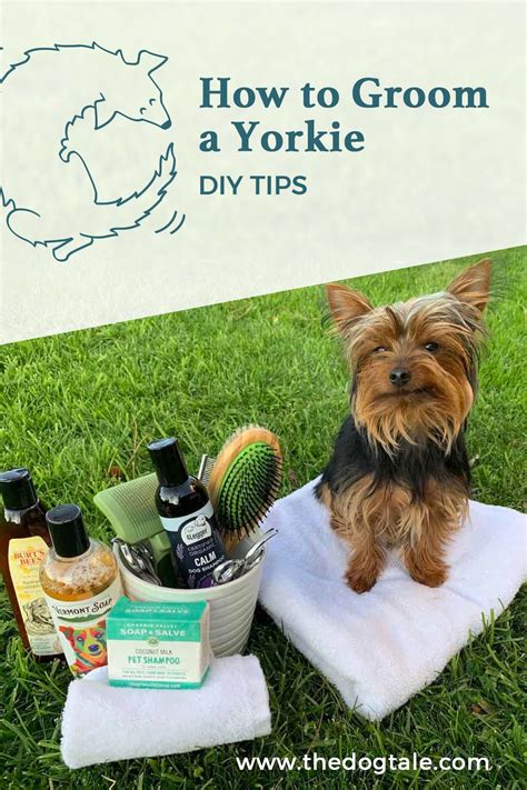 Jun 18, 2019 · maltese bob cut via pinterest. How to Groom a Yorkie: DIY Grooming tips in 2020 | Dog grooming, Yorkie, Dog grooming tips
