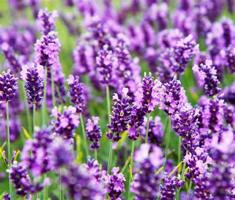 Lavender Flowers Free Stock Photo Public Domain Pictures