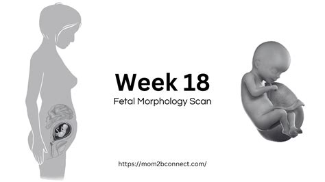 What Happens In Pregnancy Week 18 Babys Marvels