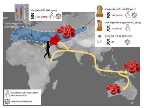 Researchers Explored Blood Types Of Neanderthal And Denisovan Individuals Paleontology UR