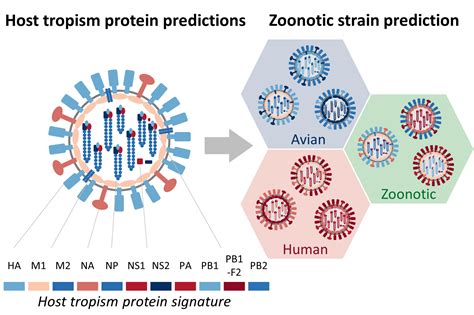 IJMS | Free Full-Text | Predicting Zoonotic Risk of Influenza A Viruses