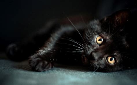 Maybe you would like to learn more about one of these? Images For: Black Cat Wallpapers
