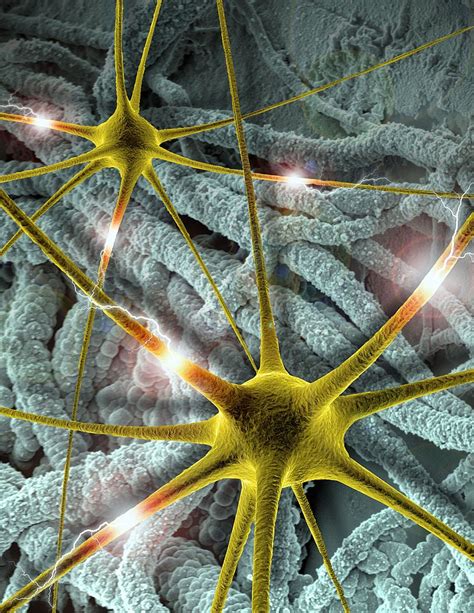 Brain Synapse Neurons Free Wallpaper