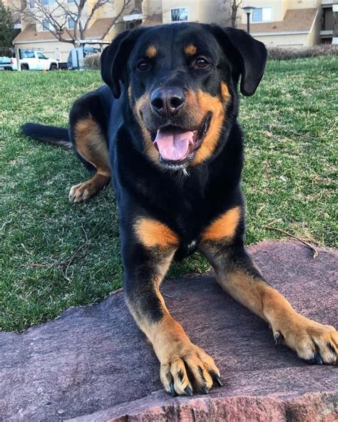 Rottweiler Lab Mix Puppy For Sale Midnight Profile Image Database