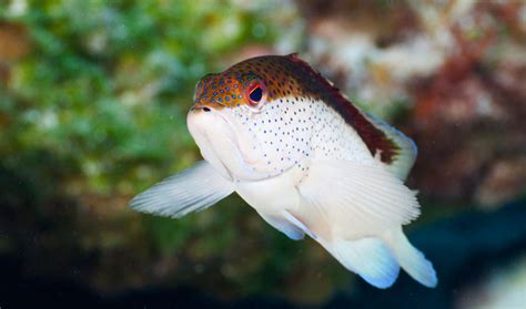 Common Reef Fish Of The Caribbean Tropixtraveler