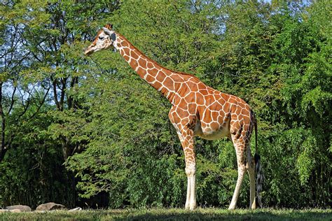 Giraffe In Natural Habitat Photograph By Delmas Lehman Pixels