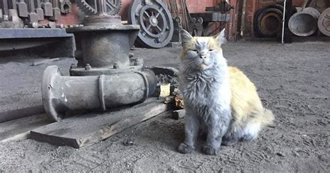 Meet ‘dirt The Nevada Railway Cat That Always Looks Like He Needs A