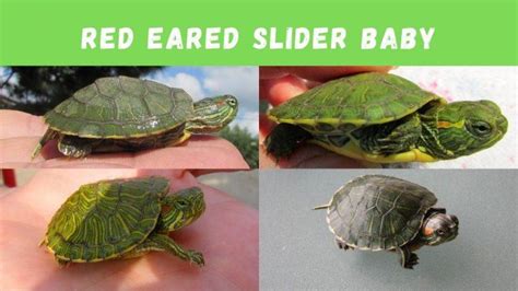 Baby Red Eared Slider Care Diet Tank Habitat Turtleholic