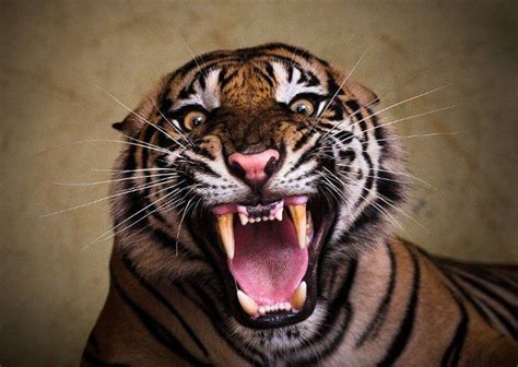 Close Up Of A Roaring Sumatran Tiger Is Scary To Say The Least