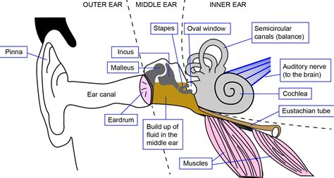 Medications may be prescribed for the treatment of inner ear infections associated labyrinthitis, and its symptoms like. Eustachian Tube Diagram — UNTPIKAPPS
