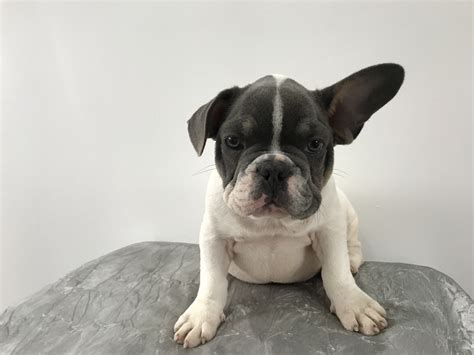 Interested in adopting a french bulldog? French bulldog pup blue tan poss Choc | French Bulldog for ...