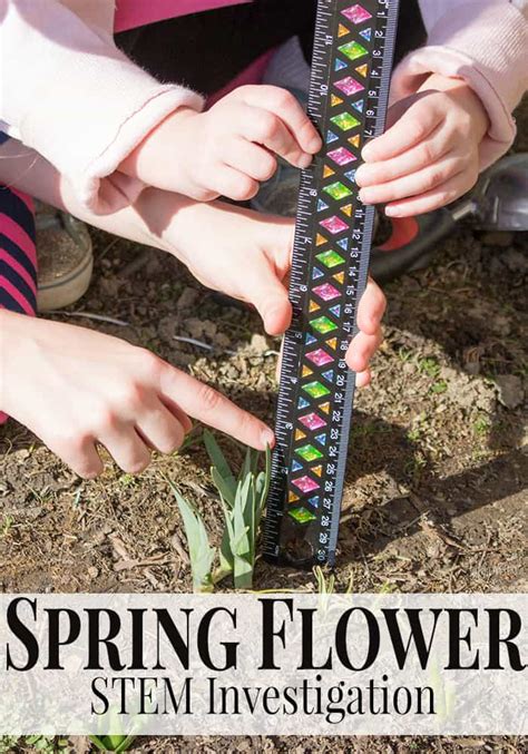 Spring Flower Stem Investigation For Preschoolers Spring Flowers