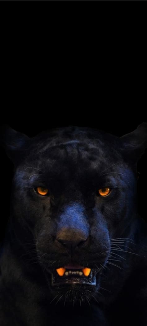 Puma Hayvan Siyah Siyah Hayvan Meobeobencuaso