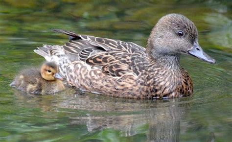 Falcated Duck British Waterfowl Association