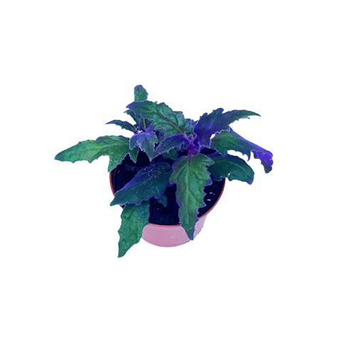 Purple Passion Plant Gynura Sarmentosathis Indonesian Plant Has