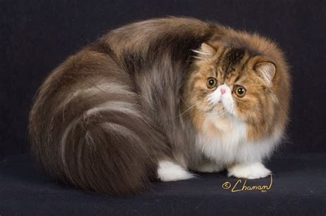 Exotic Longhair Exotic Shorthair Scottish Fold Cute Cats And Kittens