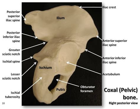 Coxal Pelvic Bone Posterior View With Labels Appendicular Skeleton