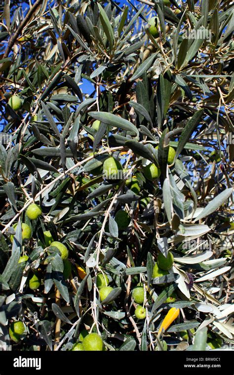 Green Greek Olives Growing On The Tree Olea Europaea Stock Photo Alamy