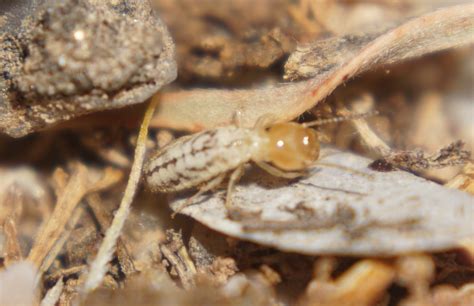 Termites On Ground In Arizona Termite Id Requests Ants