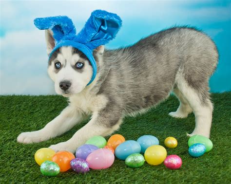 25 Easter Dog And Puppy Pictures To Make You Smile Dogtime In 2021