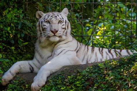 White Tiger Wallpapers Pictures Images