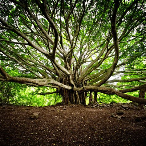 18 Of The Most Beautiful Trees In The World Blazepress