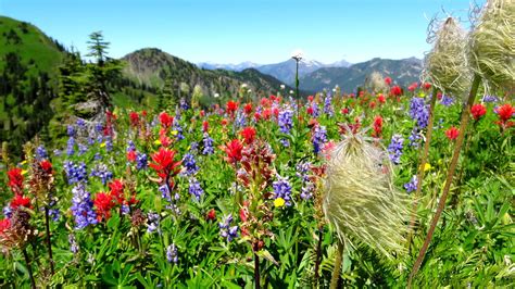 Alpine Wildflowers In The Kootenays British Columbia Canada Kootenay