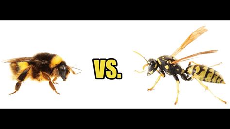Honey Bee Vs Wasps Youtube