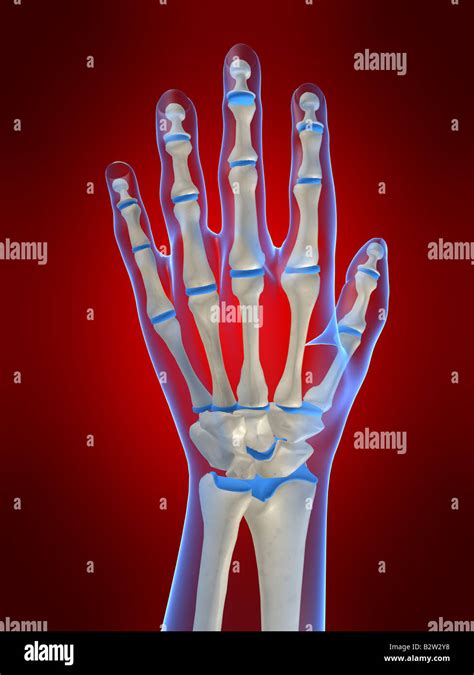 Skeletal Hand Hi Res Stock Photography And Images Alamy