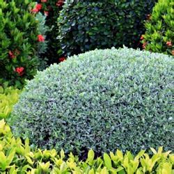 Produces abundant, light brown cones at an early age. Small Shrubs for the Perennial Border