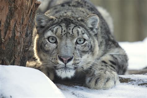 Why Are Snow Leopards Endangered? - MyStart