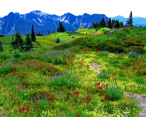 Green Mountain Meadow With Flowers In Multiple Colors