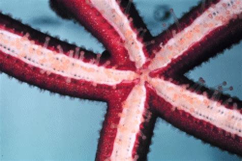 Facts And Resources For Learning About Starfish Starfish Study Unit
