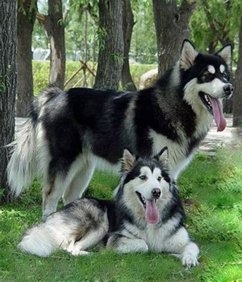 Mackenzie River Husky Dog Breed Information, Images, Characteristics