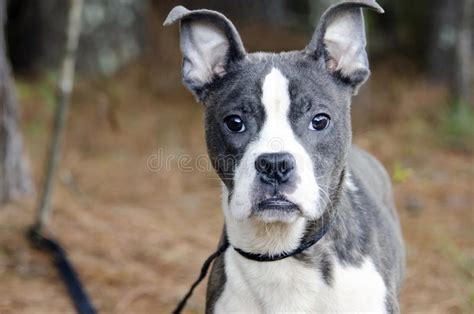 Blue Brindle Pitbull Boston Terrier Mixed Breed Puppy Dog Stock Photo