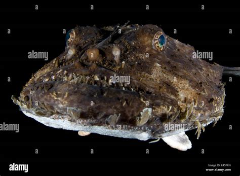 Monkfish Anglerfish Lophius Piscatorius Portrait Saltstraumen
