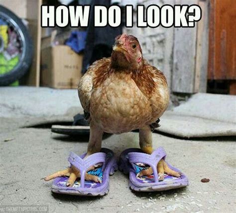 Funny Hen Funny Chicken Memes Chicken Humor Funny Animal Photos