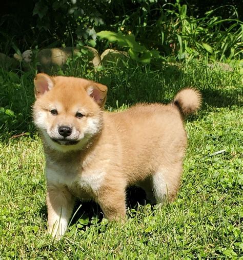 Shiba Inu Puppies For Sale Chicago Il 361355 Petzlover
