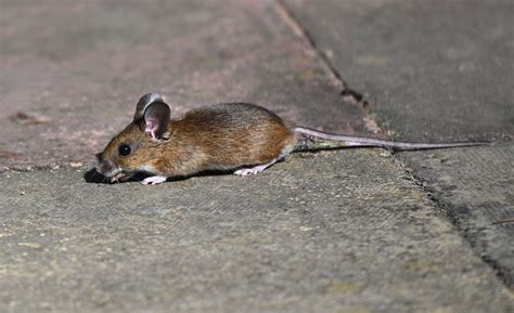 Wood Mouse Wildlife Online