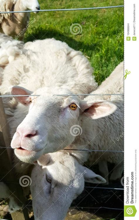 Funny Sheep With Silly Facial Expression Stock Photo Image Of Gaze
