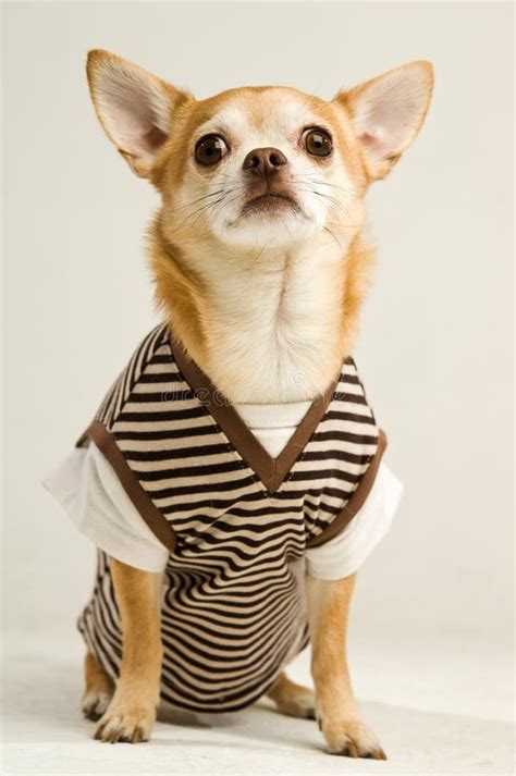 Chihuahua Wearing A Stripey Sweater Vest Stock Image Image Of Pets