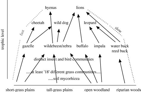 The food web in the deciduous forest consists of several tropic (food) levels that are occupied by organisms that feed at that level and also provide these animals eat carnivores and omnivores but have no natural predators. Food-web structure and ecosystem services: insights from ...