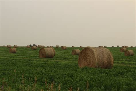 Farm Round Hay Bales Free Stock Photo Public Domain Pictures