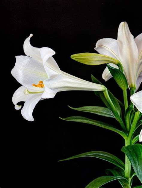 Easter Lily White Sunny View Seeds Buy Seeds Bulbs Fertilizers