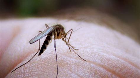 Mosquito Magnet Blame It On Your Genes Nz